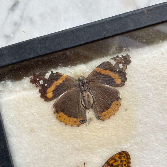 Butterfly Specimens | Vintage Riker’s Case