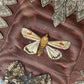 Antique Black Lacquer Folder with Butterfly Specimens on Silk
