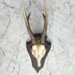 Antique Black Forest Roe Deer Antler Trophy