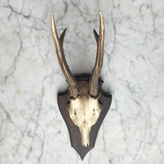 Antique Black Forest Roe Deer Antler Trophy
