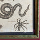 Antique Snake & Tarantula Engraving | 1805 | Andrew Bell