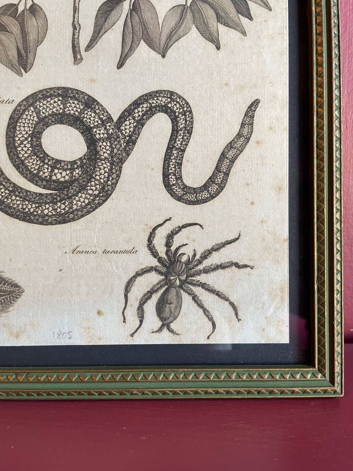 Antique Snake & Tarantula Engraving | 1805 | Andrew Bell