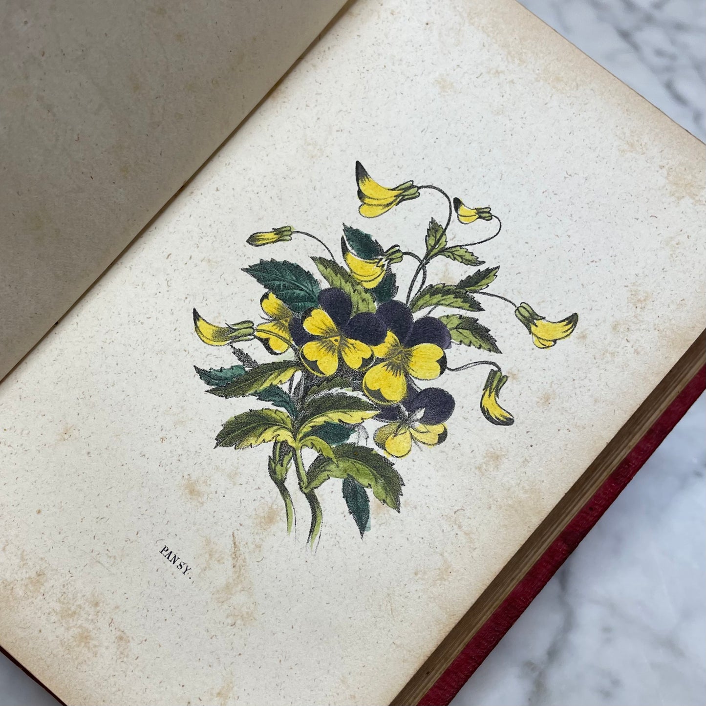 Floral Forget Me Not| The Language of Flowers | 1854