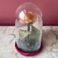 Antique Wax Rose under Glass Dome