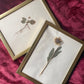 Pair of Framed Pressed Botanicals
