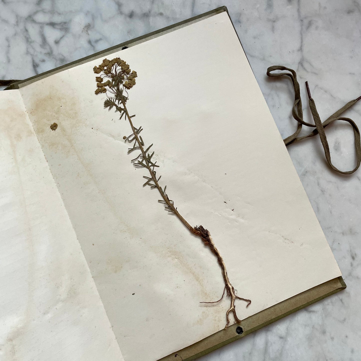 Antique Herbarium