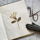 Antique Herbarium