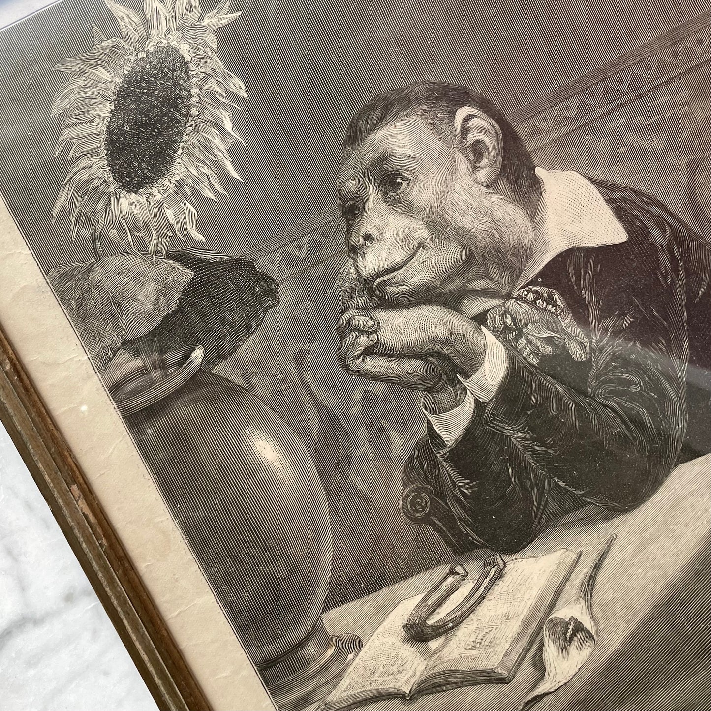 An Aesthetic Monkey | 1882 Cartoon