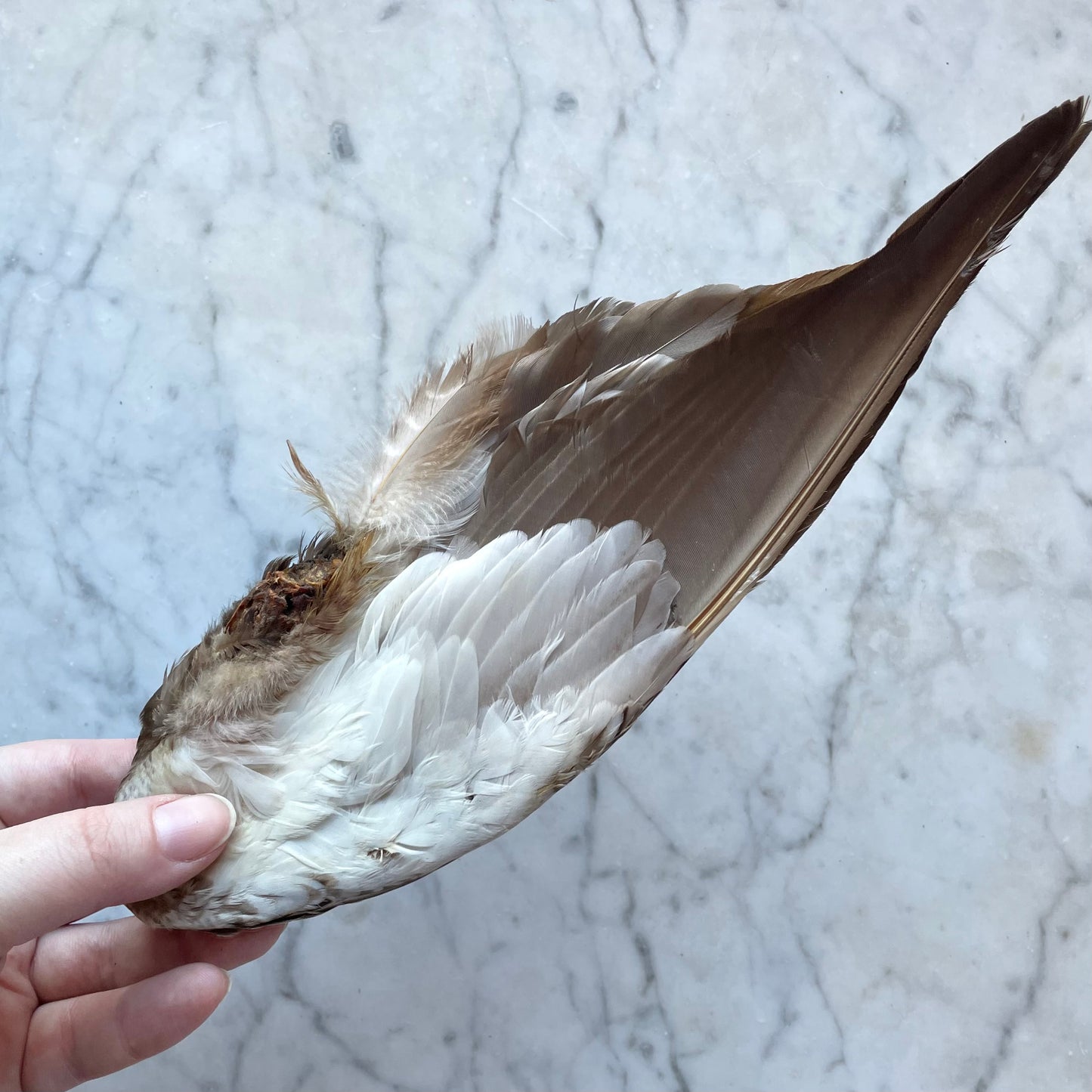 Antique Millinery Duck Wing Ornament