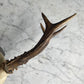 Antique Black Forest Roe Deer Antler Trophy