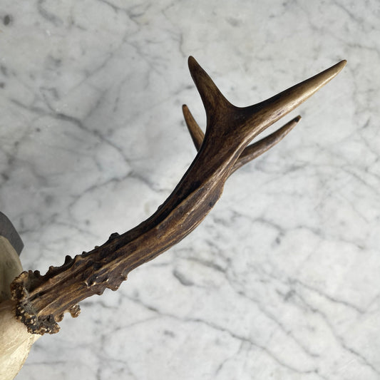 Antique Black Forest Roe Deer Antler Trophy
