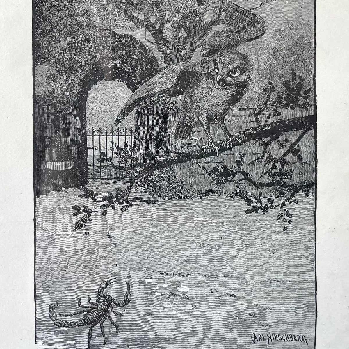 Owl and Scorpion | Antique Framed Print