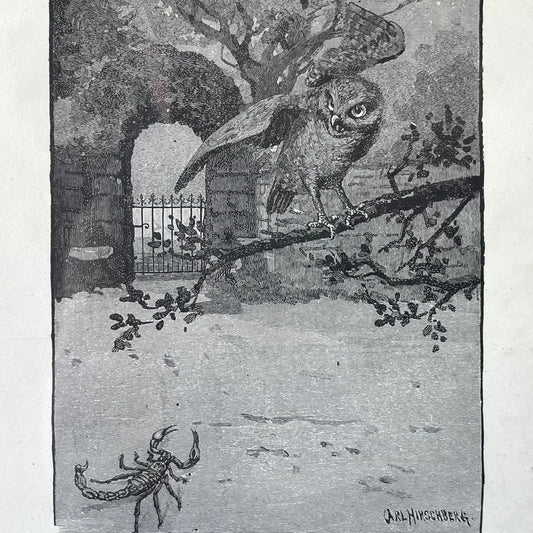 Owl and Scorpion | Antique Framed Print