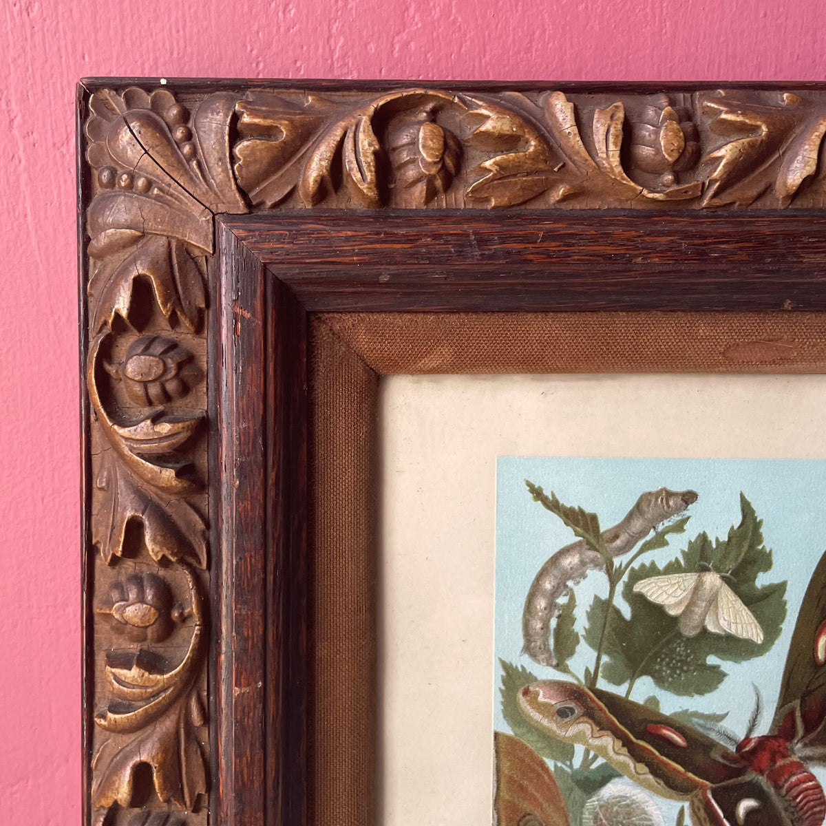 Silk Worm & Moths | Victorian Chromolithograph Print