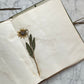 Antique Herbarium