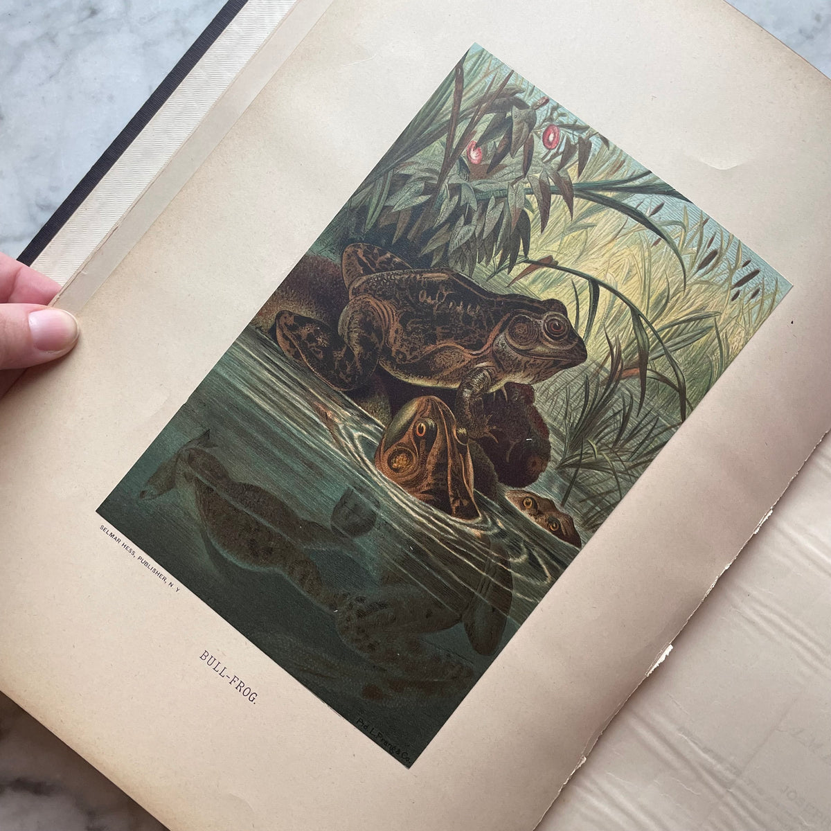 Animate Creation: Popular Edition of "Our Living World," A Natural History | 1890s