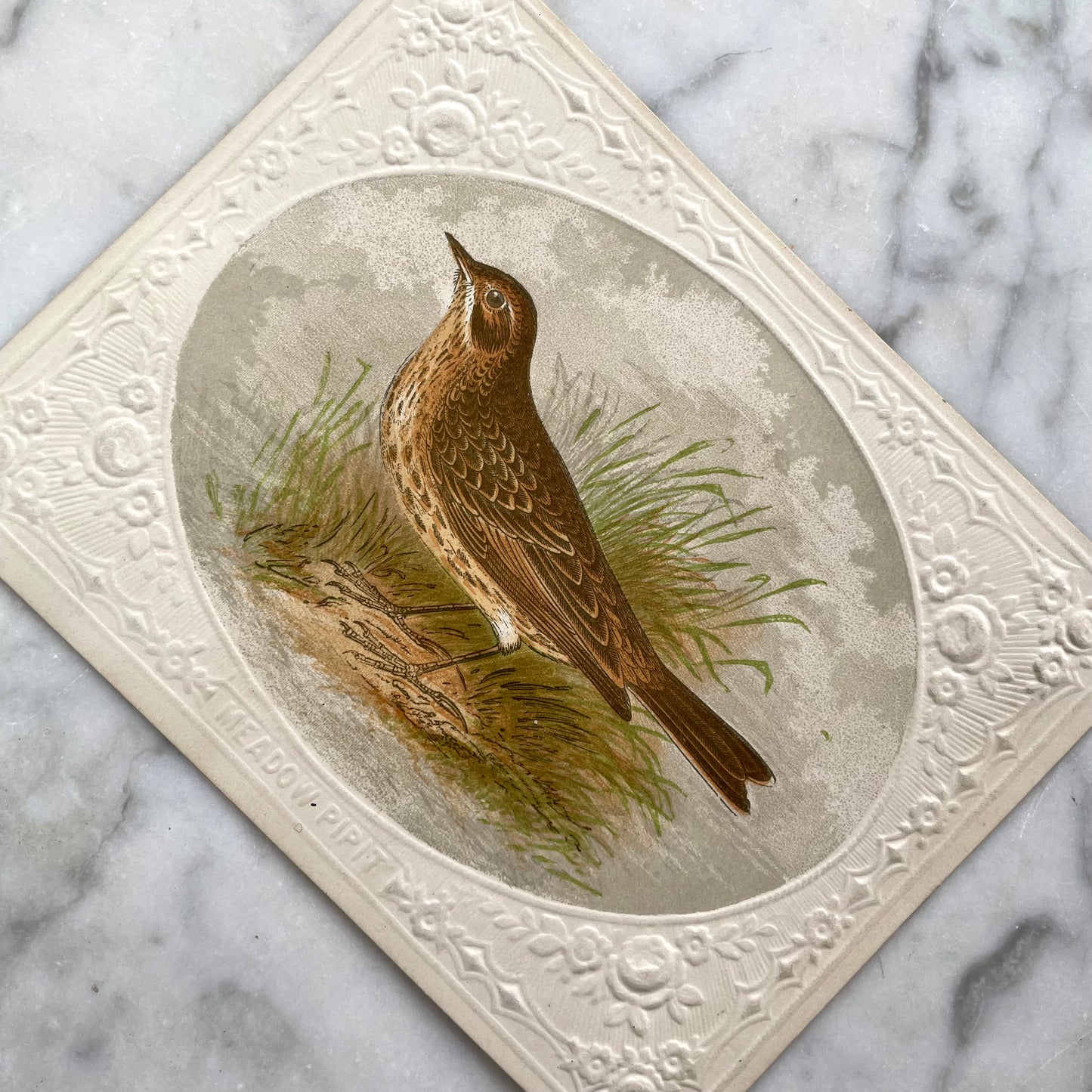 Victorian Bird Trade Card | Meadow Piper