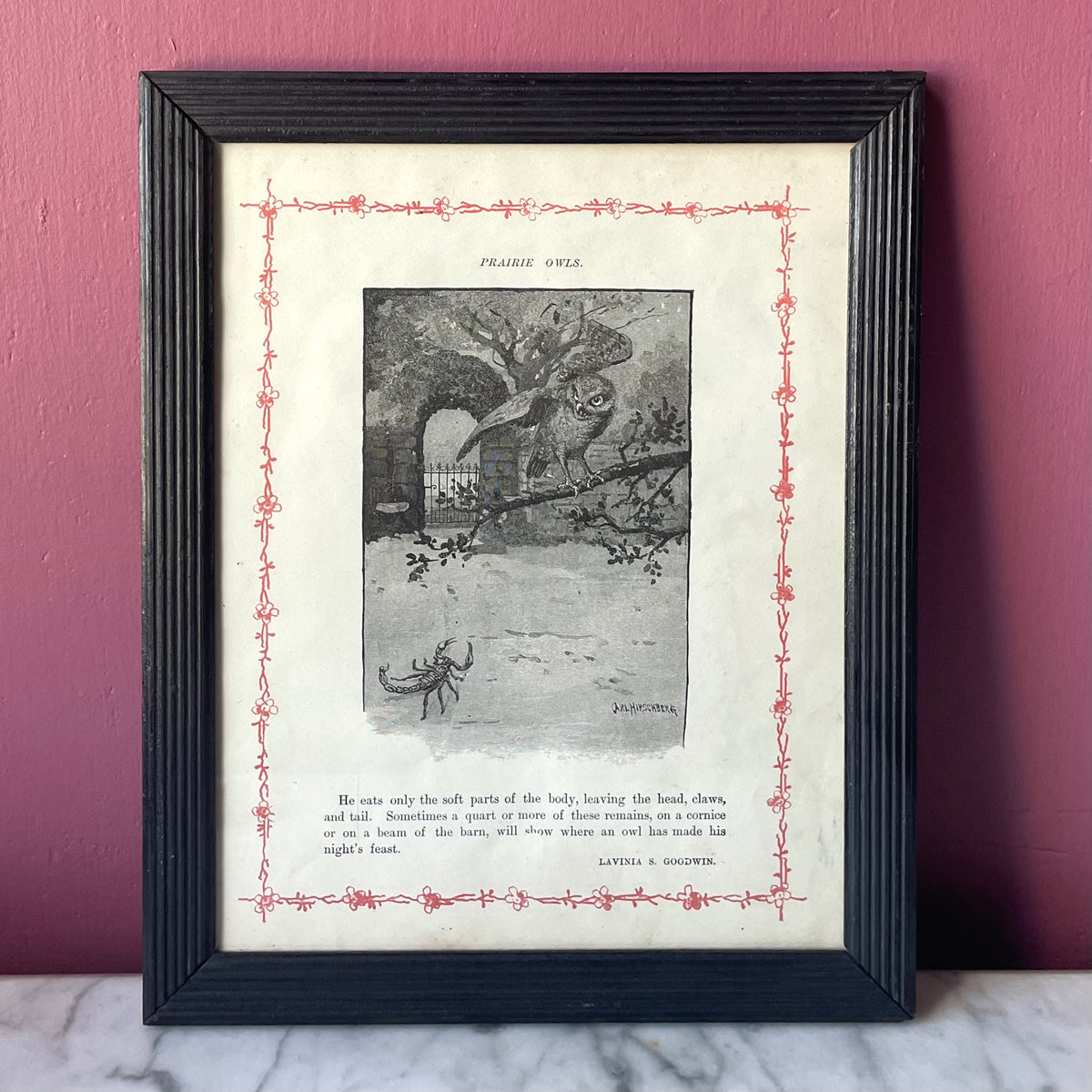 Owl and Scorpion | Antique Framed Print