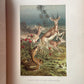 Animate Creation: Popular Edition of "Our Living World," A Natural History | 1890s