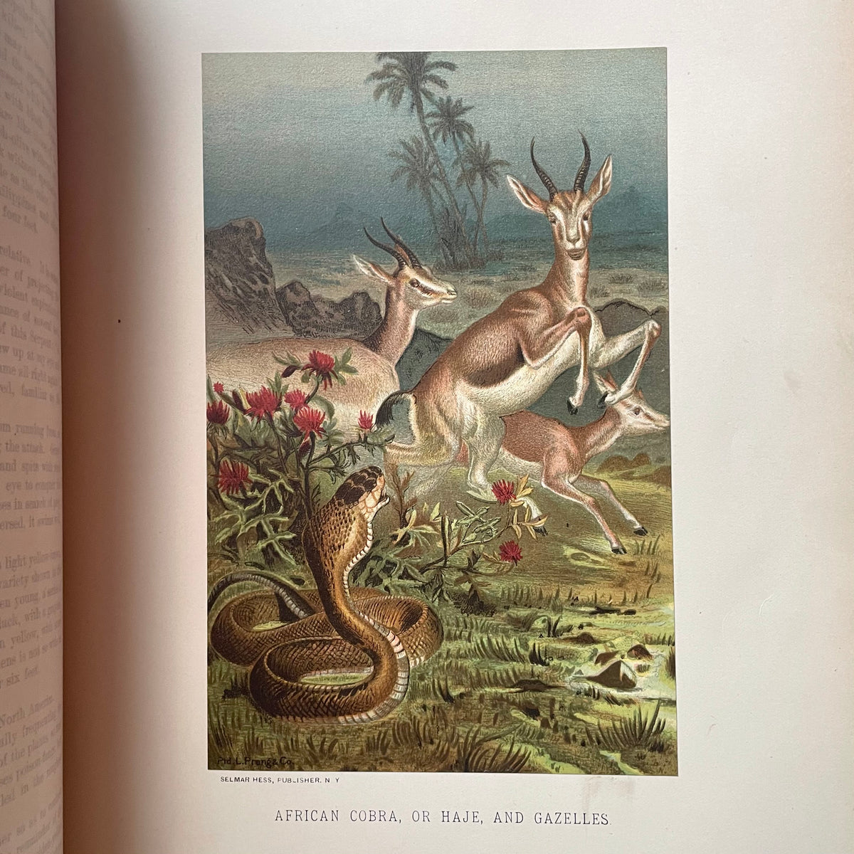 Animate Creation: Popular Edition of "Our Living World," A Natural History | 1890s