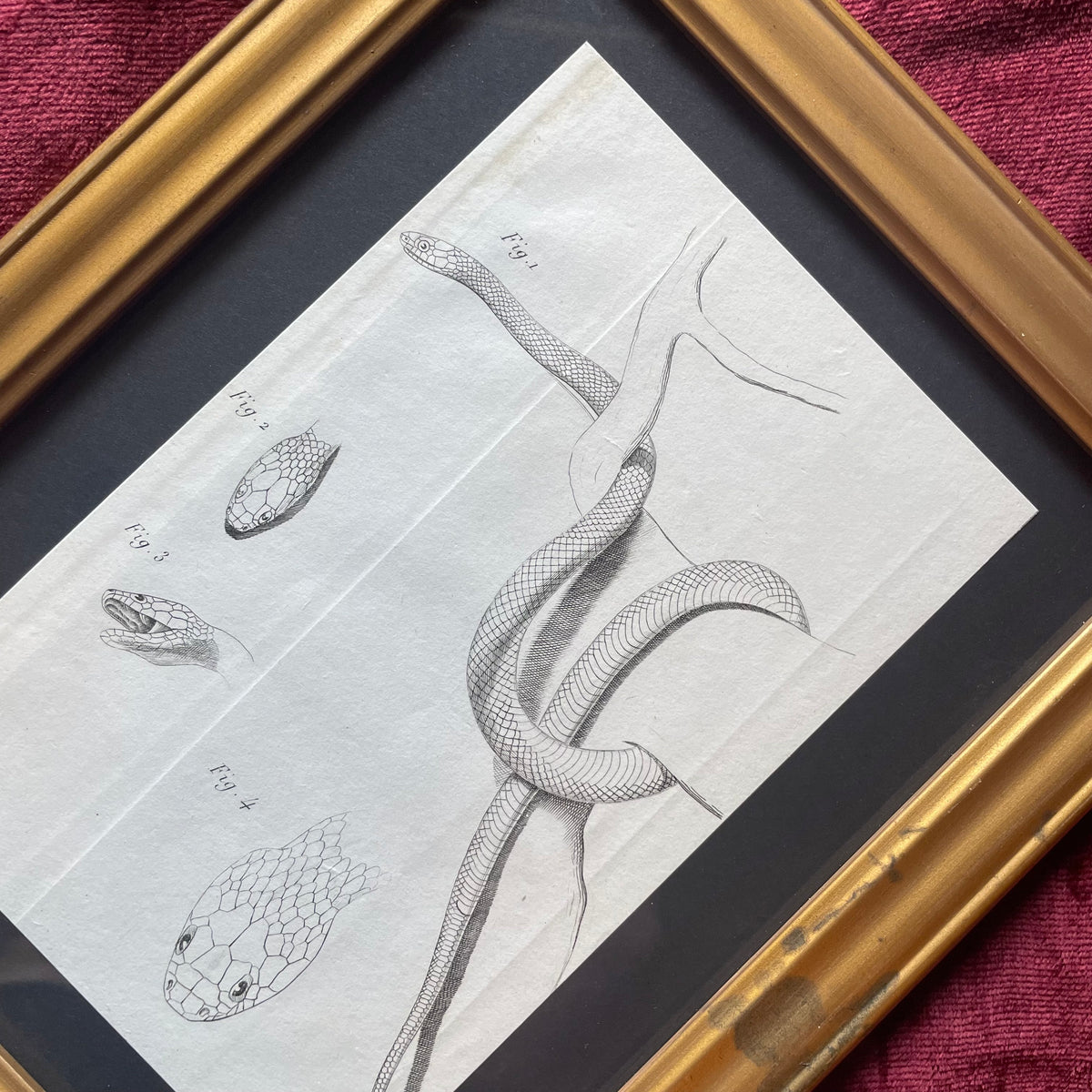 Antique Snake Prints | P. Duménil | 1833