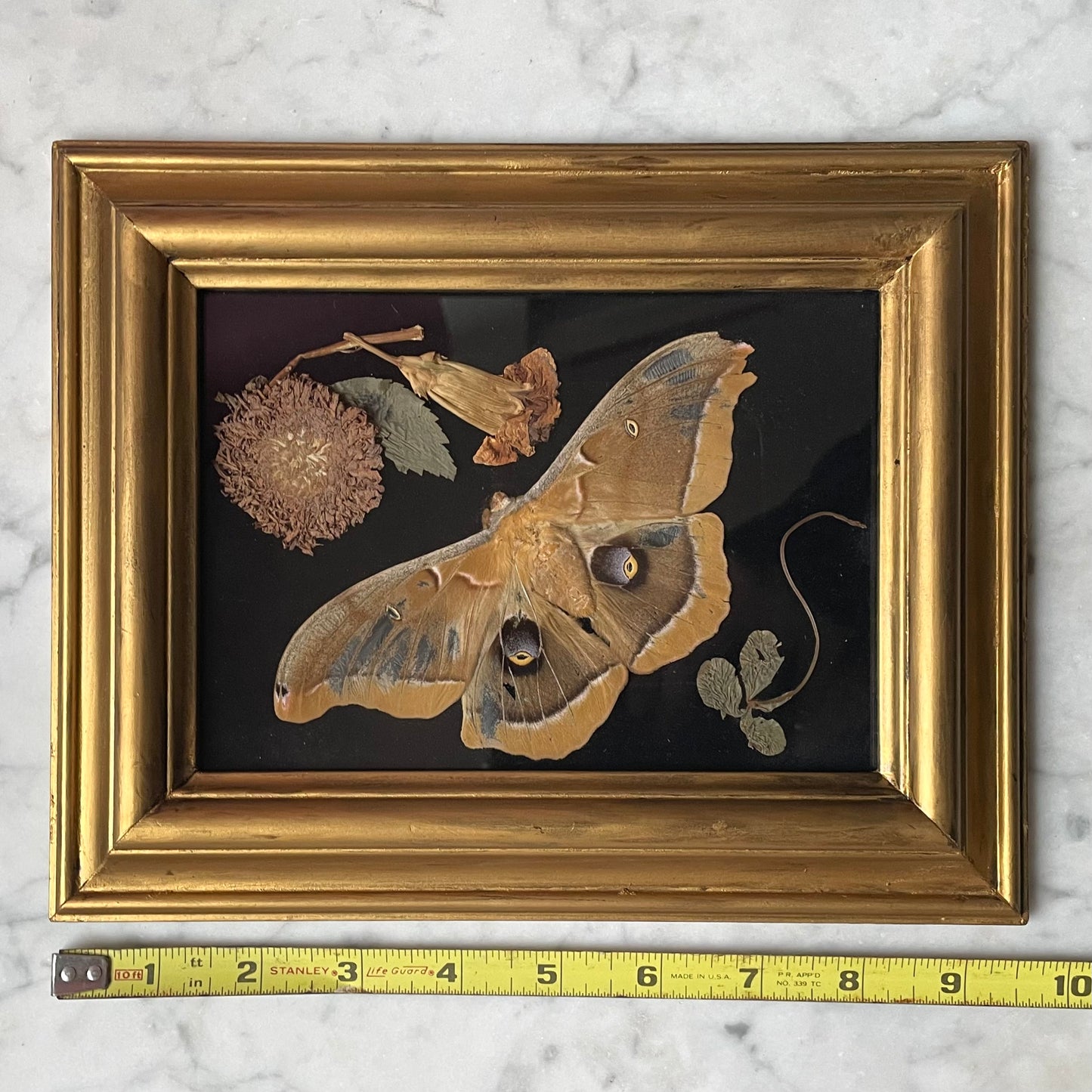 Framed Moth & Flowers