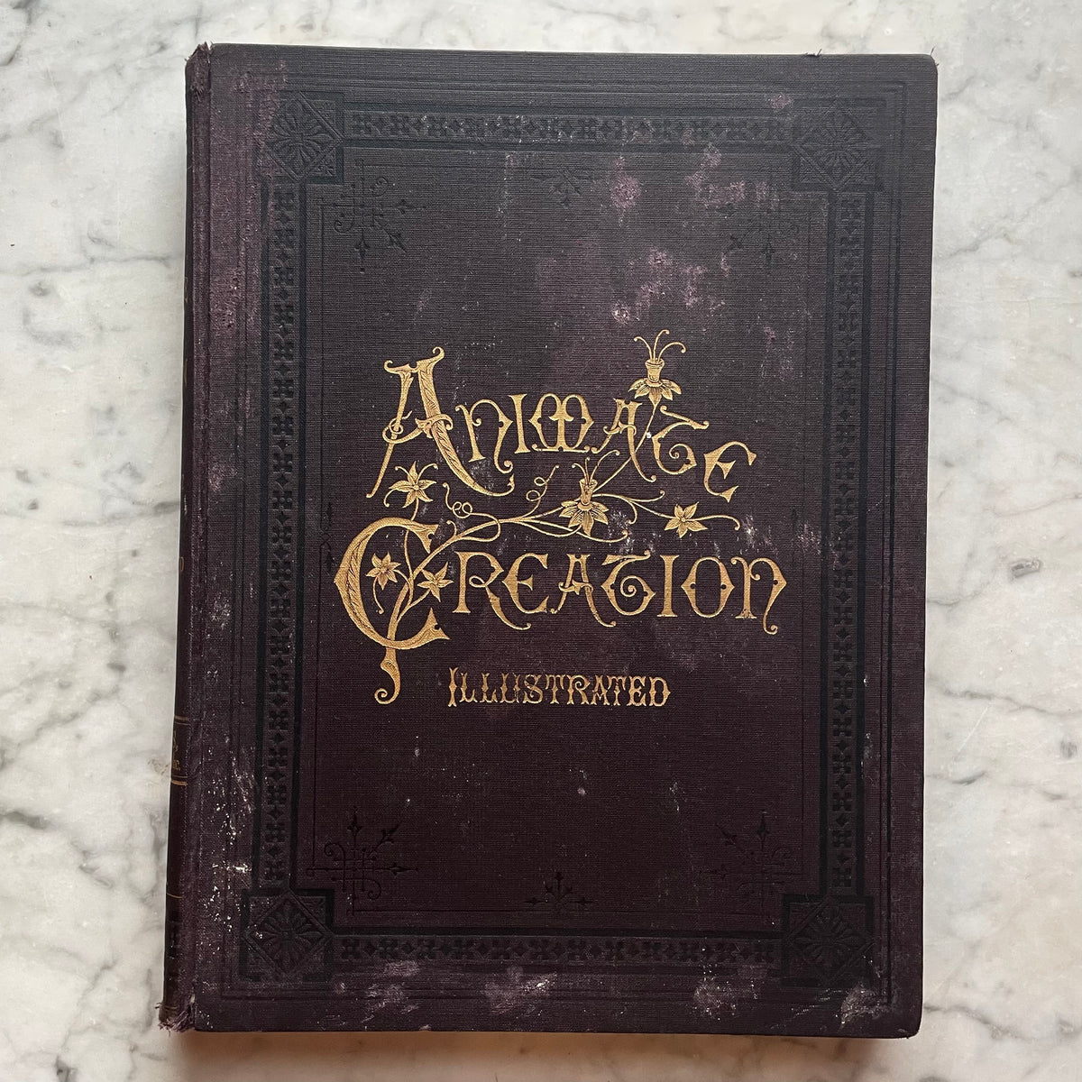 Animate Creation: Popular Edition of "Our Living World," A Natural History | 1890s