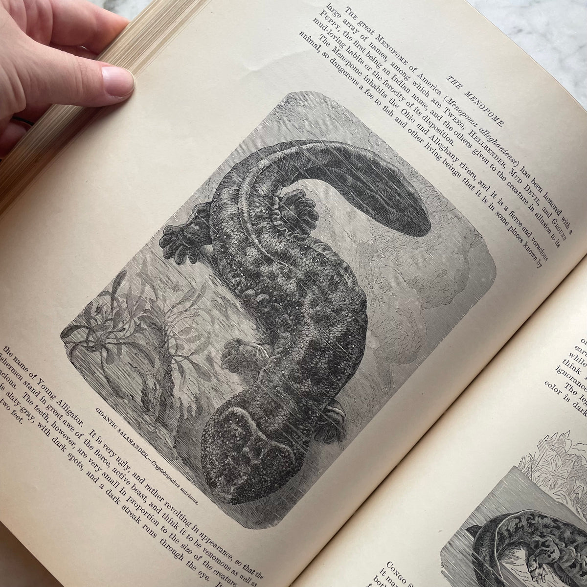 Animate Creation: Popular Edition of "Our Living World," A Natural History | 1890s