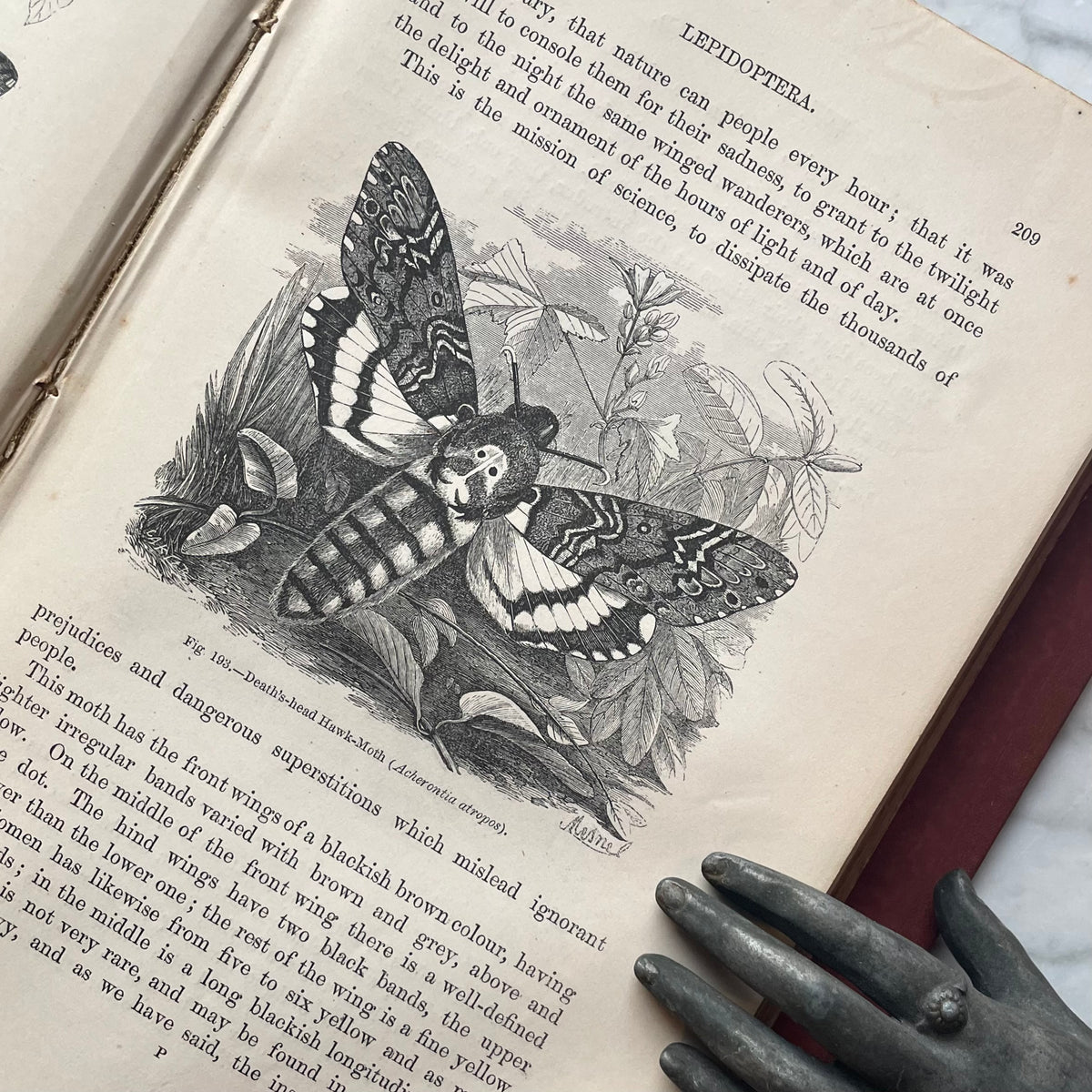 The Insect World | Louis Figuier | 1869