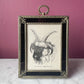 Antique Four Horned Ram | Miniature Framed Print