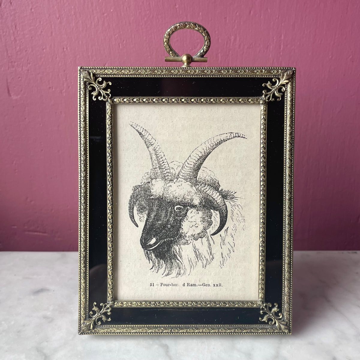 Antique Four Horned Ram | Miniature Framed Print