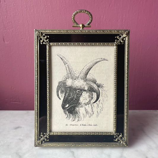 Antique Four Horned Ram | Miniature Framed Print