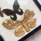 Butterfly Specimens | Vintage Riker’s Case