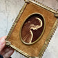 Victorian Mary Magdalene Photo in Velvet & Brass Frame