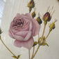 Antique Rose Print