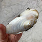 Victorian Pearl Shell Purse