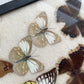 Butterfly Specimens | Vintage Riker’s Case