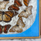 Vintage Butterfly Assemblage