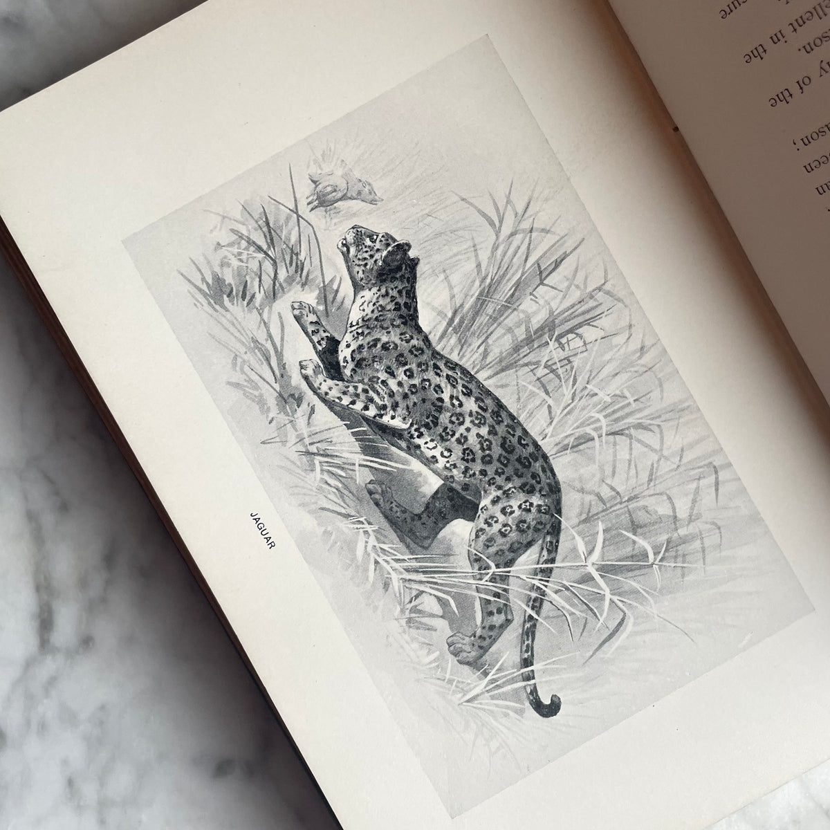 Where to Hunt American Game | 1898
