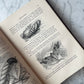 The Insect World | Louis Figuier | 1869