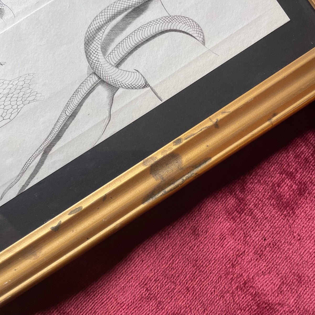 Antique Snake Prints | P. Duménil | 1833