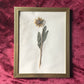 Pair of Framed Pressed Botanicals