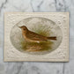 Victorian Bird Trade Card | Meadow Piper