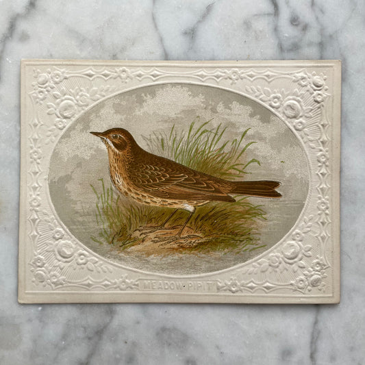 Victorian Bird Trade Card | Meadow Piper