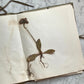 Antique Herbarium