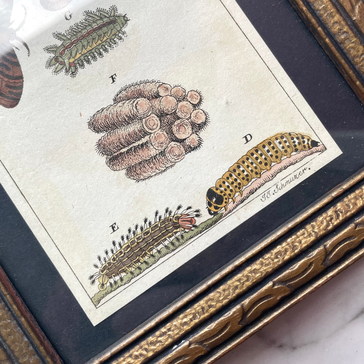 Antique Hand Colored Leopard Moth Print | Gottlieb Tobias Wilhelm | 1790s-1810