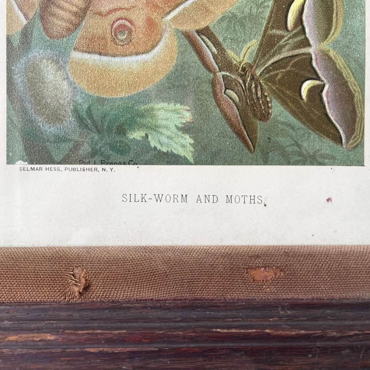 Silk Worm & Moths | Victorian Chromolithograph Print
