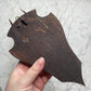 Antique Black Forest Roe Deer Antler Trophy