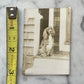 Antique Dog Snapshot