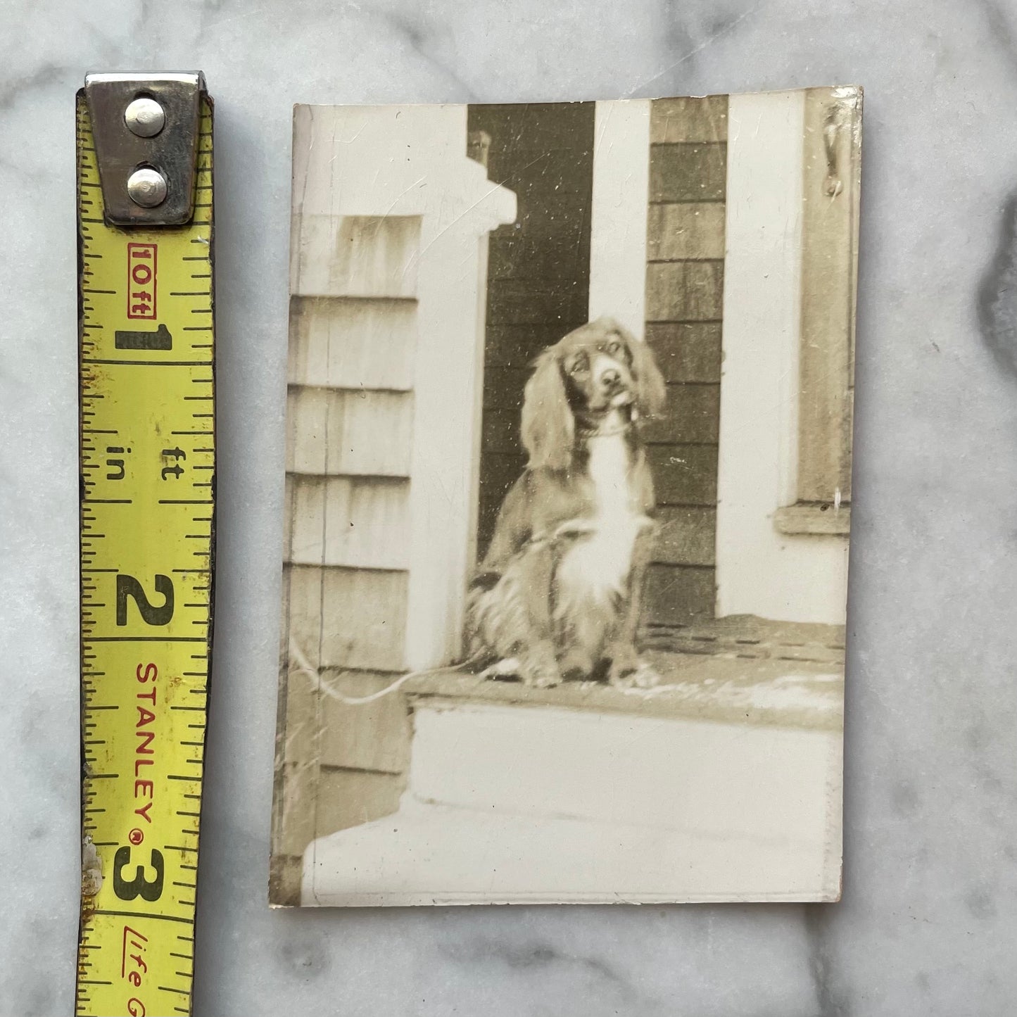 Antique Dog Snapshot